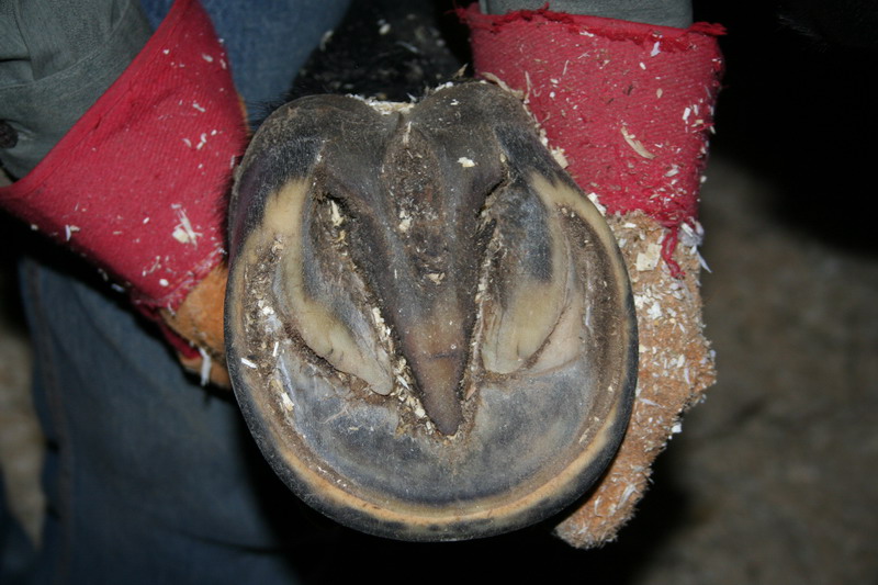 IMG_1410.jpg1.jpg"%20height="533"%20width="800